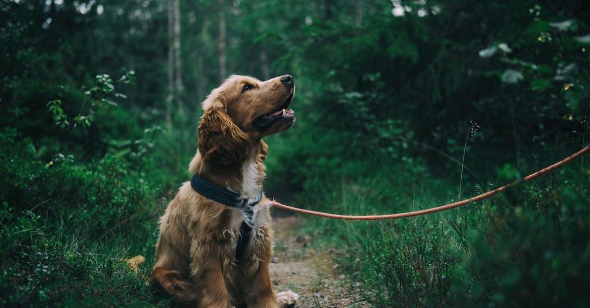 Forbered dig bedst muligt inden du får din hund – komplet guide